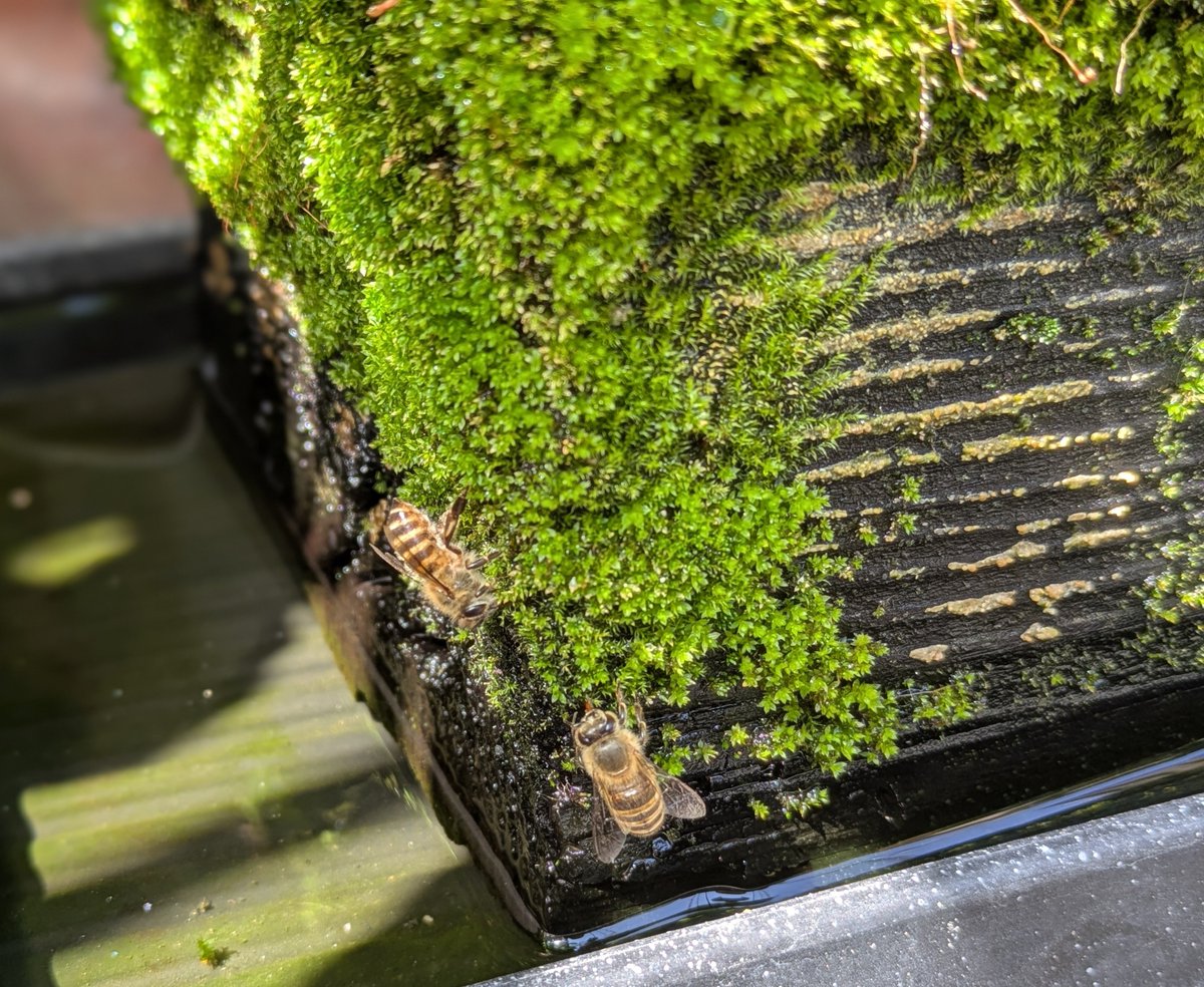 mtznm's tweet photo. 今日もジリジリ暑い💦
分蜂中のミツバチ🐝達もせっせと水分集め
これ、日差し＆室外機熱風＆風通し悪い住宅密集地で、、夏の猛暑は乗り切れるんだろうか🤔
朝晩もモワッと暑くて30℃は超えてくるけど… https://t.co/D7KNHZD5OV
