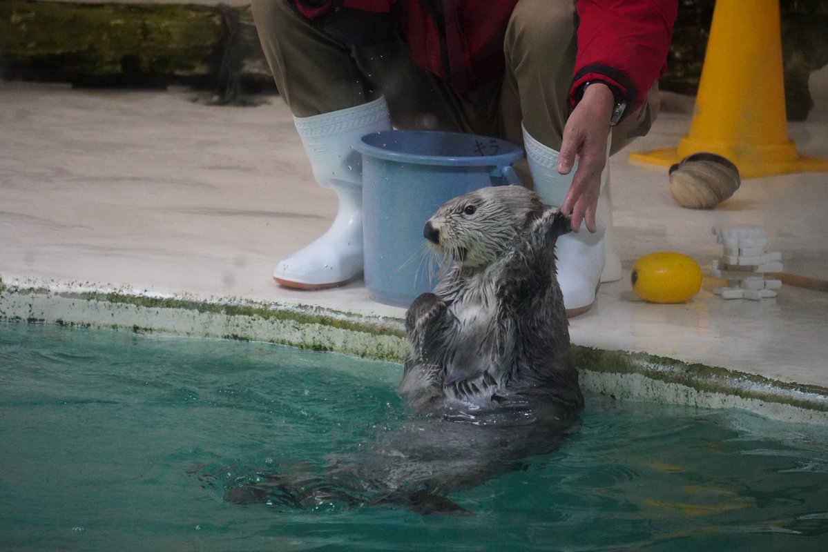 saki_animals's tweet photo. キラちゃんが楽しそうにしてると私も楽しいのである🦦🤍 https://t.co/cKFUcOVzcz