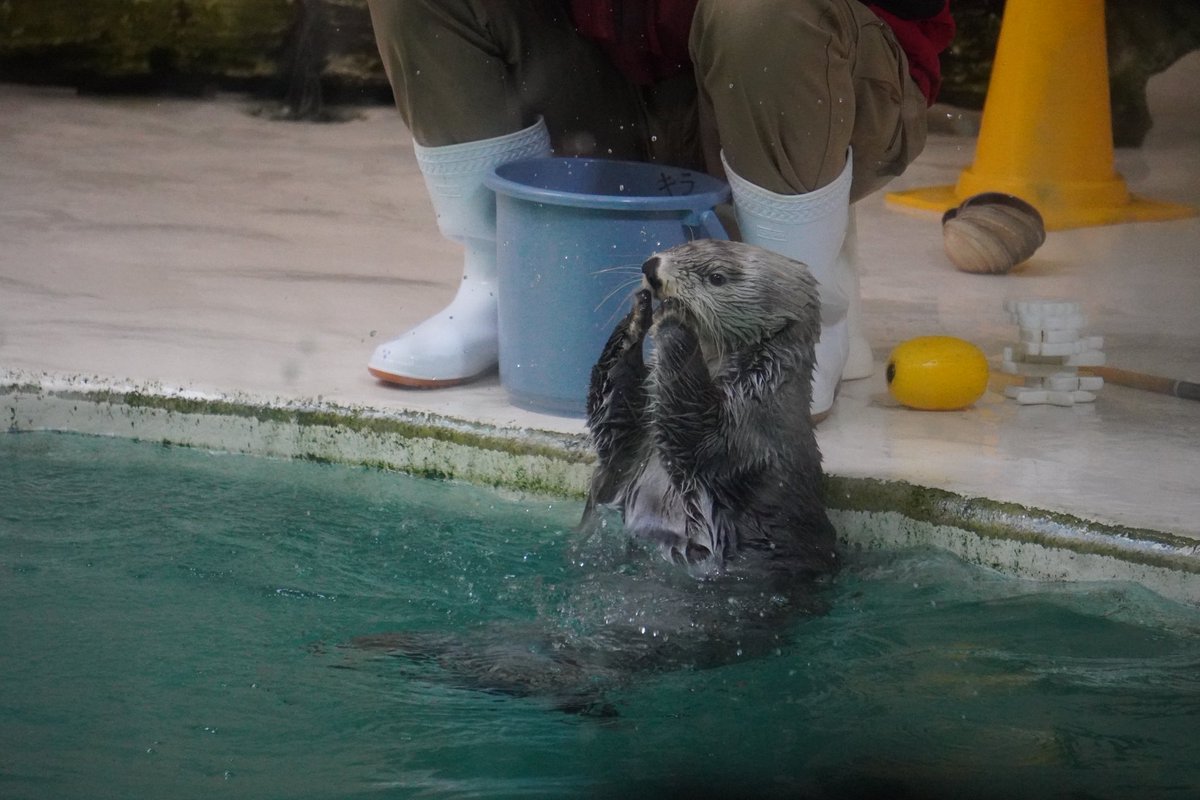 saki_animals's tweet photo. キラちゃんが楽しそうにしてると私も楽しいのである🦦🤍 https://t.co/cKFUcOVzcz