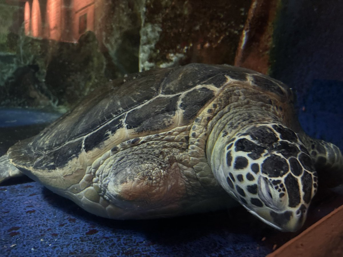 uabcudefughijk's tweet photo. 聖地巡礼！おたる水族館🦭
夜の延長開館行ってきた！
亀様お疲れのご様子でリアルタートルトークは出来なかったよ🐢

諒太郎くん元気〜？😁 https://t.co/swgtS69TPv