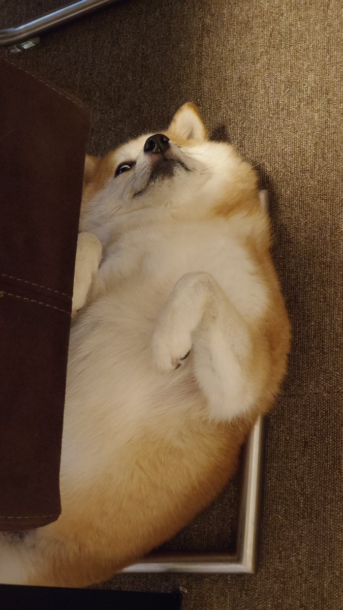 柴犬ししまる (@sisi3po) / Posts / X