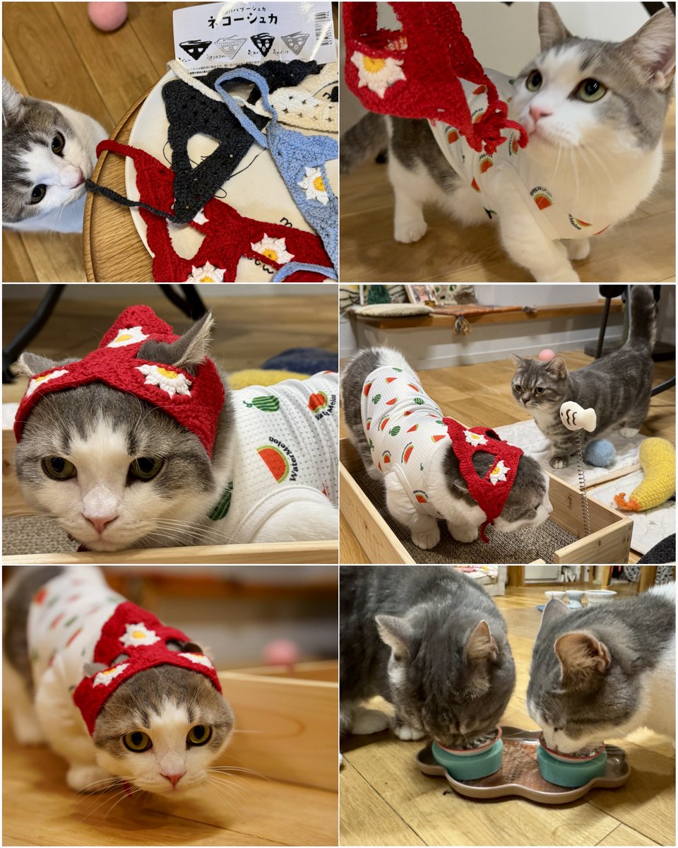 SabamisoCat's tweet photo. 予約していたバブーシュカのネコーシュカが届いたので、こまつなとしまほっけに被ってもらって撮影🐱
お顔がふっくらモフモフだからか、ネコーシュカが小さく見えるけどかわいい。

こまのカニさんセーラーお洋服は犬用のSサイズ、しまのスイカさんお洋服はMサイズですっかり体格差が出てきましたが、ふたりともかわいくおめかし🦀🍉

撮影のあとはご褒美のおやつタイム(さばみそも別の場所で便乗おやつでした)
#こまつな #しまほっけ #マンチカン #猫