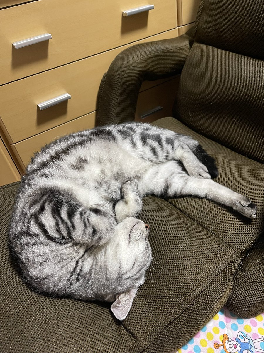 amesho3_brother's tweet photo. 『オカン❗️がくつろげませんよ😅』

#猫好きさんと繋がりたい #猫のいる暮らし #アメショ #ねこ https://t.co/L6AiJmkmCa