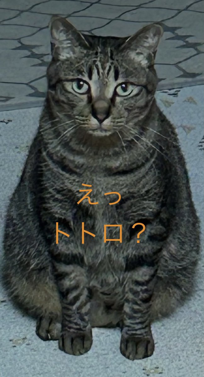 Syadou5648's tweet photo. ネココレ(4) https://t.co/C0Bv8Cf8cj