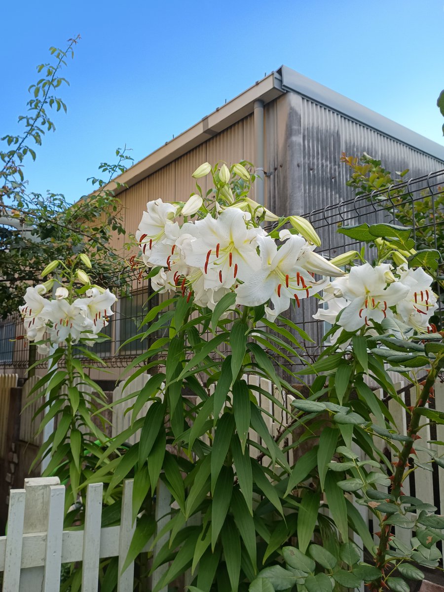 今日の #カサブランカ😙 ほぼ満開です