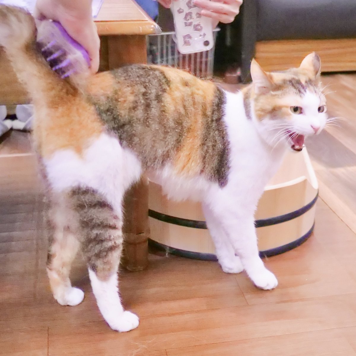 CafeMiagolare's tweet photo. おしゃべり クィーンちゃん😺

#猫カフェ #保護猫カフェ #新中野 https://t.co/k0dhFIZoj5