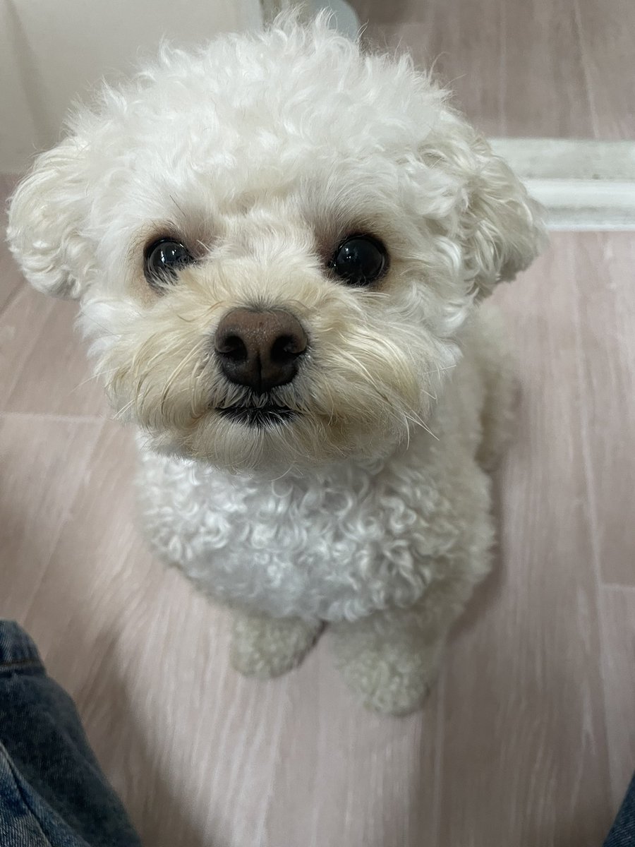 riceglue_choi's tweet photo. 간식 앞에서 착한 눈빛 https://t.co/Jw6EBKFWIw
