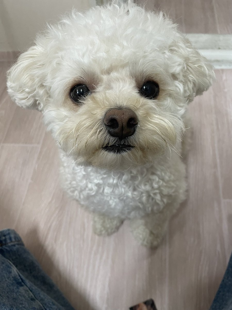 riceglue_choi's tweet photo. 간식 앞에서 착한 눈빛 https://t.co/Jw6EBKFWIw