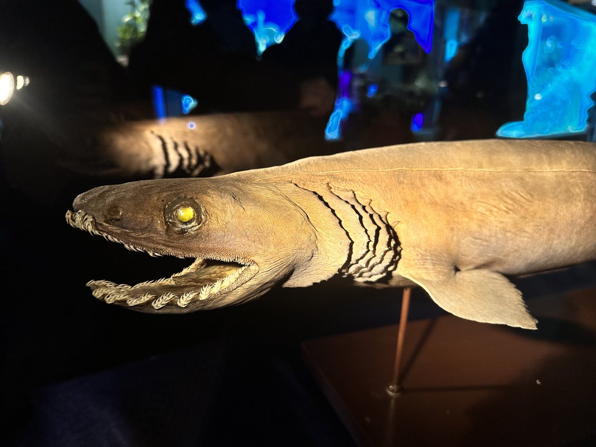 nanukazame1's tweet photo. #推し魚選手権 

ダントツで『ラブカ』🦈🦈 https://t.co/LkWGRQIxEl