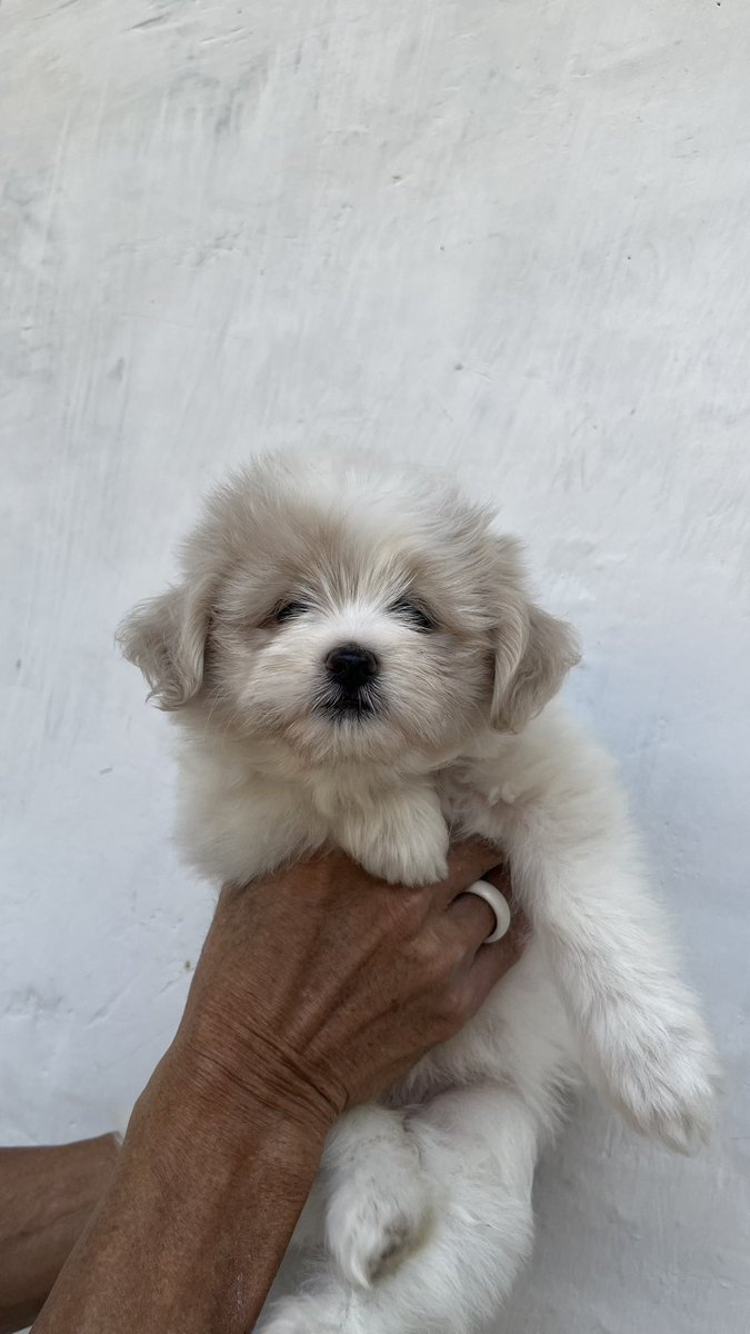 chickenudelsup's tweet photo. aku mau jual anak gugukk, betina dua duanya, usia 2 bulan,  nanti udah include vaksin 1, dom bandung yaa #adoptpuppy https://t.co/eIrTLY99Qs