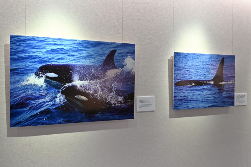名古屋港水族館 (@port_nagoaqu) / Posts and Replies / X