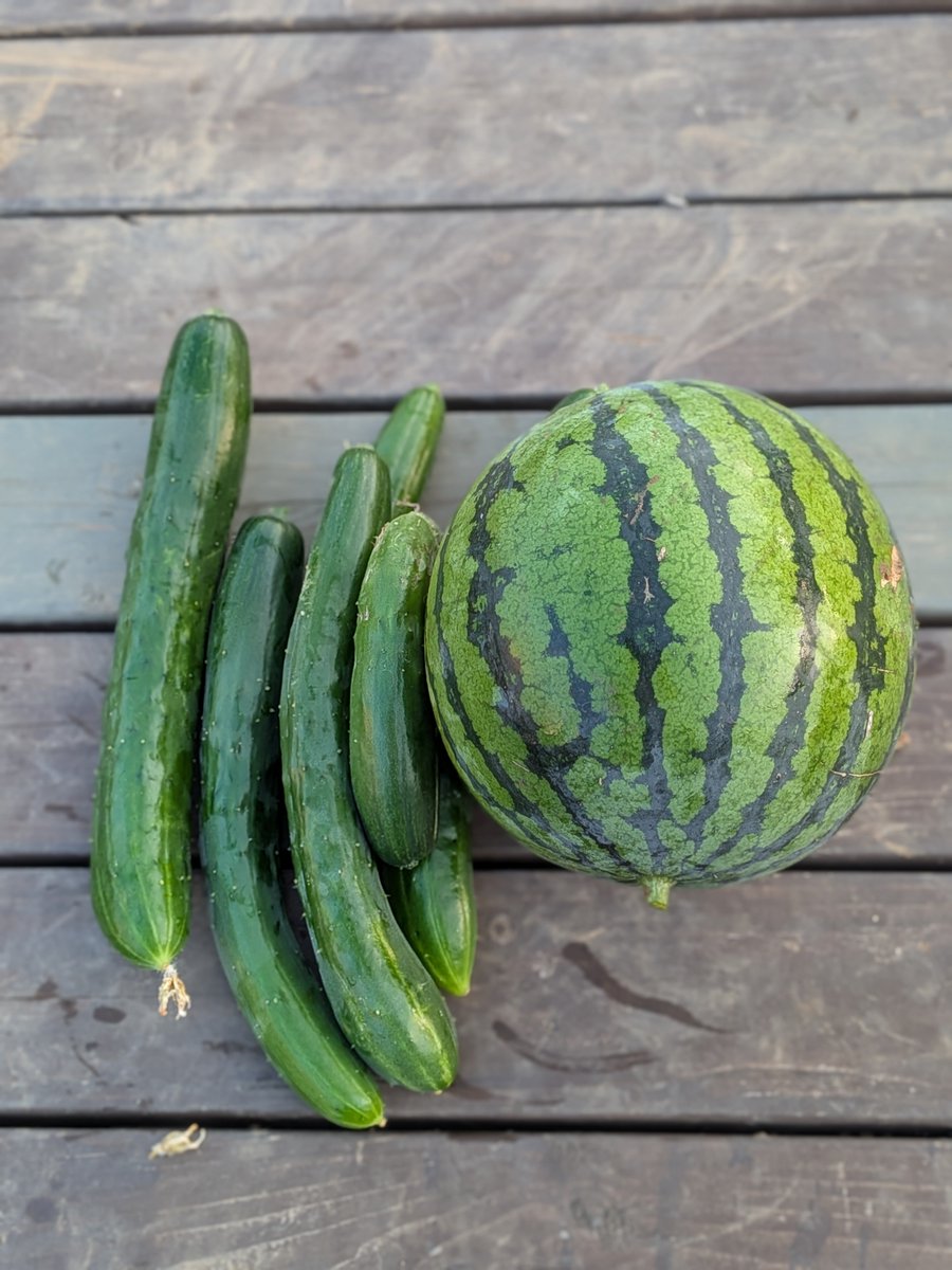 towako123's tweet photo. 今日の収穫🧺🍉🥒 https://t.co/oqWOYyvrhQ