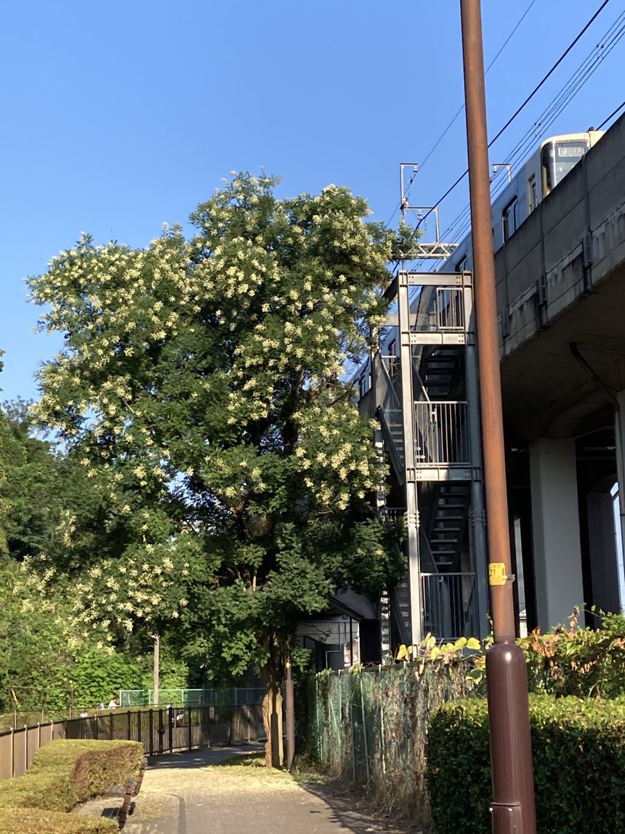 gone_jogging's tweet photo. #一生楽走

朝妻ラン　10km

朝のうちに三沢川沿いの木陰の多い「猛暑日用コース」へ
今朝は６時にスタートしたが、帰り着く頃にはもう十分に暑くなった
もう少し時間を早めるほうがよさそうだ

穴澤天神社に立ち寄って冷たい湧き水もいただいた

＜全体はブログで＞
https://t.co/XWvmb1QEzZ https://t.co/N8IWT5Ipoi