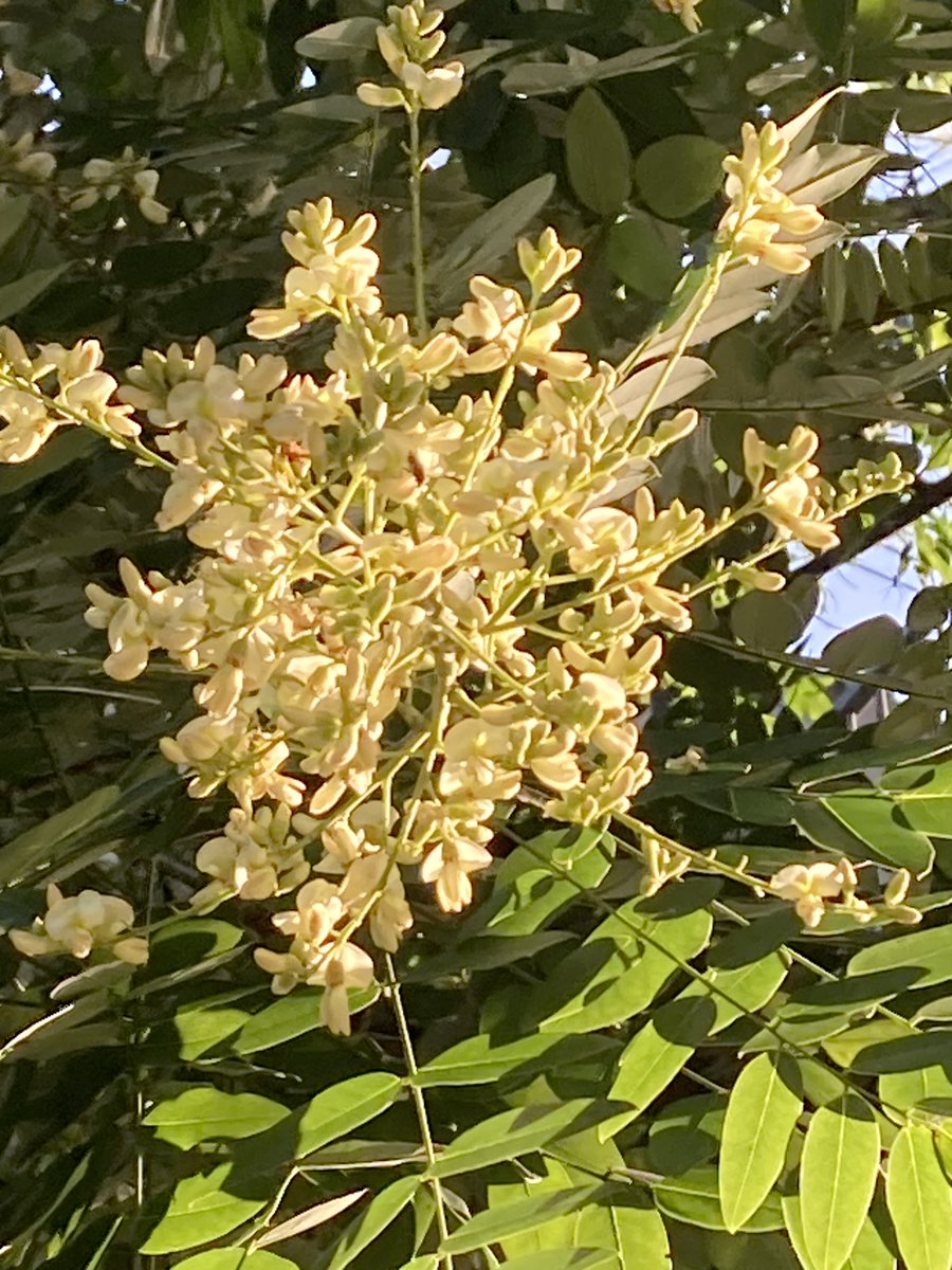 gone_jogging's tweet photo. #一生楽走

朝妻ラン　10km

朝のうちに三沢川沿いの木陰の多い「猛暑日用コース」へ
今朝は６時にスタートしたが、帰り着く頃にはもう十分に暑くなった
もう少し時間を早めるほうがよさそうだ

穴澤天神社に立ち寄って冷たい湧き水もいただいた

＜全体はブログで＞
https://t.co/XWvmb1QEzZ https://t.co/N8IWT5Ipoi