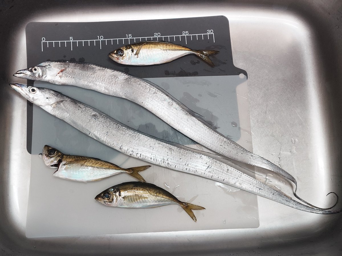 manta_0's tweet photo. 昨日は淡路島へタチウオ釣りに

今年初のタチウオと初アジをゲット🎣
風と波がもう少し穏やかだったら、もっと釣果が伸びそうでした。

【釣行データ】
・中潮
・南風 約5m/s
・波高め（ザッバーン🌊）
・テンヤ：1/2oz＋ドジョウ
・ヒットレンジ：表層

悪条件の中でも今年初のタチウオが釣れて大満足 https://t.co/liQ1TZLEWe