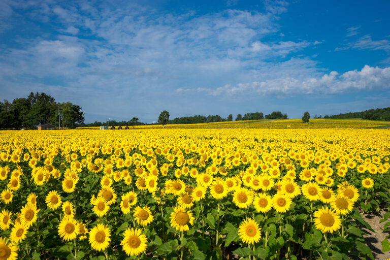 sapporolife2021's tweet photo. 約200万本が咲き誇る日本最大級のひまわり畑🌻🌻🌻🌻🌻
北竜町のひまわりまつりは本日開幕、8月上旬が見ごろ☀
#北海道 https://t.co/opX7ARj5Bk