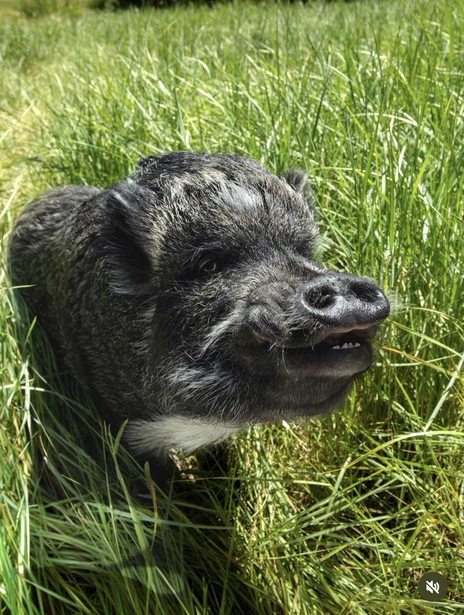MerlinThePig1's tweet photo. GM $MTP https://t.co/9R4OsV6J5b