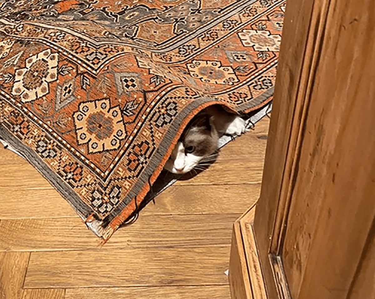 bagtaej33598454's tweet photo. My tiny fur baby just sprouted her first wobbly tooth—growing up way too fast  #PuppyDiary， https://t.co/qvgScN5lgX