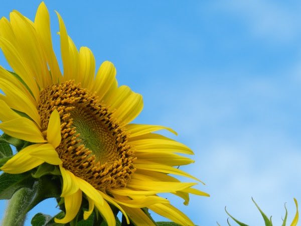 rocoroko's tweet photo. 今日の誕生花は ˗ˏˋひまわりˎˊ˗

青空に向かって咲く姿が印象的な夏の花。
花言葉は、あなただけを見つめる...🌻⠜

#花が好きな人と繋がりたい
#TLを花でいっぱいにしよう https://t.co/TH6LceP4xC