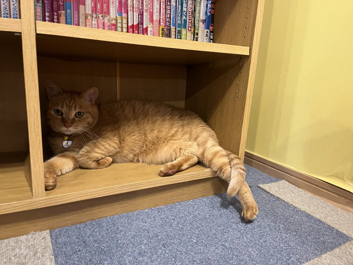 nyanz_tomiya's tweet photo. 今日も薄茶で収まってみました🐈️
エッセくんです✨️

みんな擬態するのが流行ってるのかな？？ https://t.co/GXXgNzemAU