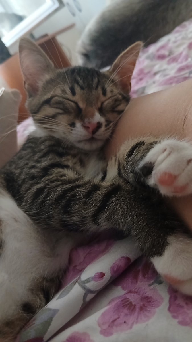 elifkedisii's tweet photo. Size çok düşkün sizinle yatıp kalkan size aşık bir kediniz olsun istiyorsanız o kedi bu kedi.
Fiko 2,5 aylık erkek
Israrla yuvasını arıyorum
Asla sokakta yapamaz 

İstanbul https://t.co/PMzSdxDHGT