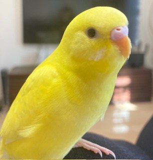 TSUBASA6077's tweet photo. 【拡散希望】
セキセイインコの迷子情報です

場所：埼玉県ふじみ野市
日時：26/07/20
名前：ぽぽちゃん
特徴：人に慣れています。真っ黄色です。12センチ程度です。

情報お持ちの方、下記までご連絡を
npotsubasa@tsubasa0615.org
情報拡散のご協力お願いします https://t.co/KMvpUleVNn