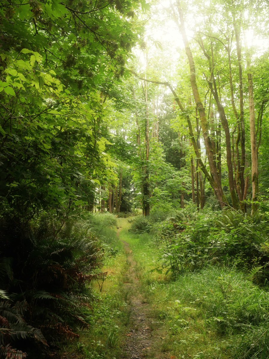 digitalfields's tweet photo. more photos from my hike yesterday 🌲 https://t.co/flfadFADu7