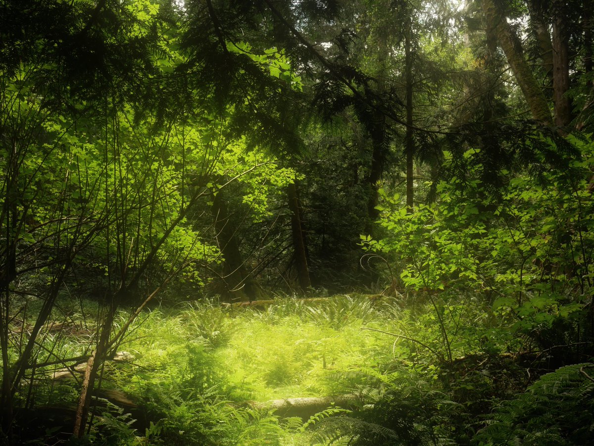 digitalfields's tweet photo. more photos from my hike yesterday 🌲 https://t.co/flfadFADu7