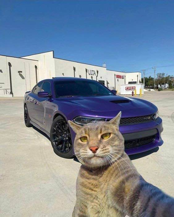 catposter's tweet photo. cat of the day #6
meet mr. baller... https://t.co/NArSFXRjH1