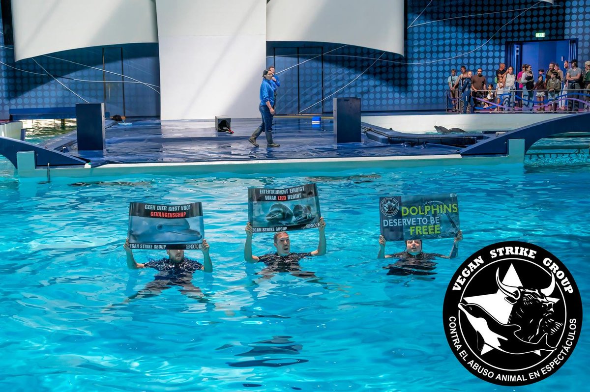 peterjanssenVS's tweet photo. Nieuwe Vegan Strike Group actie in het @Dolfinarium Harderwijk. 19-7-2026 

Drie activisten van Vegan Strike Group leggen opnieuw dolfijnenshow in Harderwijk stil

Drie Nederlandse dierenrechtenactivisten van de internationale Vegan Strike Group hebben zondag een dolfijnenshow in het Dolfinarium in Harderwijk onderbroken. Volgens de organisatie betrof het een vreedzame en educatieve protestactie, die zowel in als buiten het bassin plaatsvond waar de dolfijnen verblijven.

Met de actie vraagt Vegan Strike Group opnieuw aandacht voor haar oproep om dolfinaria wereldwijd te sluiten. De organisatie startte deze internationale campagne in 2016 en voerde sindsdien naar eigen zeggen acties bij dolfinaria in onder meer Japan, Mexico, België, Roemenië, Spanje, Portugal en Nederland.

Volgens Vegan Strike Group hebben verschillende ontwikkelingen in de afgelopen jaren bijgedragen aan de doelstellingen van de campagne. De organisatie wijst onder meer op het verdwijnen van dolfijnenshows in Mexico, de aangekondigde sluiting van het dolfinarium in België en de sluiting van dolfinaria in Frankrijk. Daarnaast noemt de groep haar campagne voor een "Efteling zonder dierenleed" als een van haar successen.

Met de actie in Harderwijk wil Vegan Strike Group het maatschappelijke debat over het houden van dolfijnen in gevangenschap opnieuw onder de aandacht brengen. De organisatie stelt dat zij zich inzet voor een wereld zonder dolfinaria en zegt daarbij te kunnen rekenen op steun van dierenvrienden uit verschillende landen.
#dolfijn #dolfijnen #dolfijnenshow #veganstrikegroup