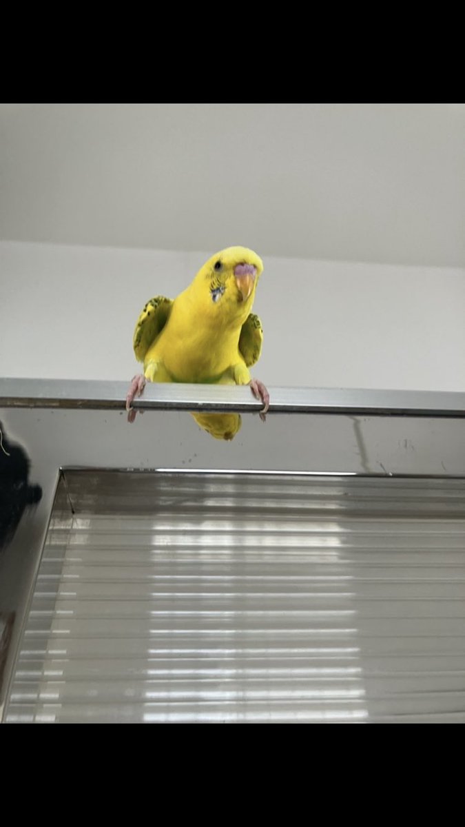 mike_4656's tweet photo. 今日も暑いですね🥵🥵🥵

きぃたんも大ワキワキ‼️

#セキセイインコ https://t.co/EXuovB4QqK