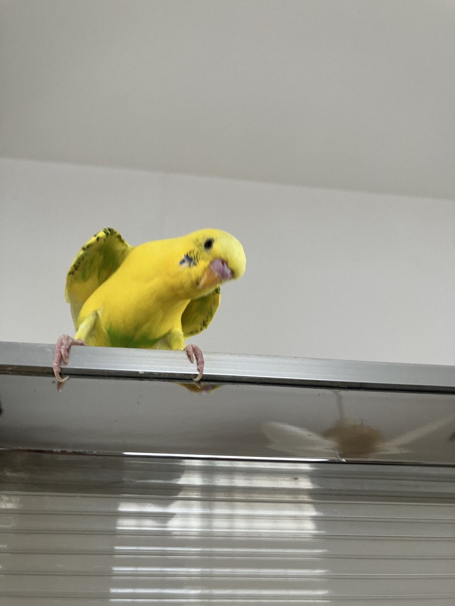 mike_4656's tweet photo. 今日も暑いですね🥵🥵🥵

きぃたんも大ワキワキ‼️

#セキセイインコ https://t.co/EXuovB4QqK