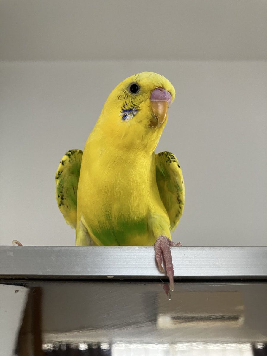 mike_4656's tweet photo. 今日も暑いですね🥵🥵🥵

きぃたんも大ワキワキ‼️

#セキセイインコ https://t.co/EXuovB4QqK
