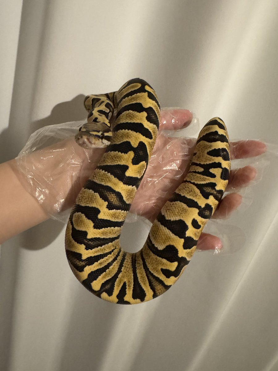 RANKA🐍 tweet media