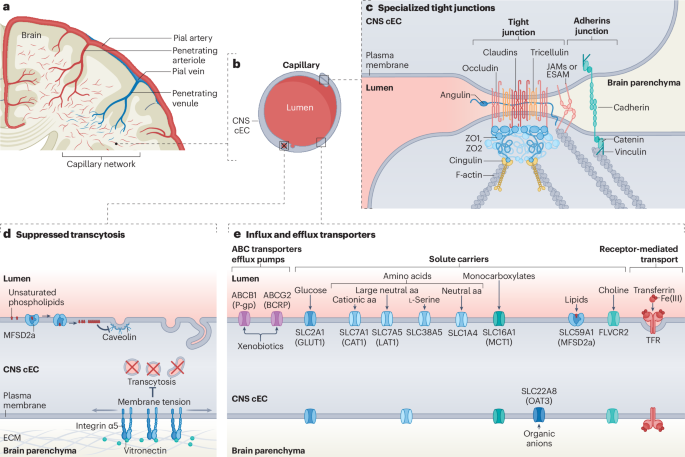 NatRevMCB's tweet photo. New Online! Cellular and signalling mechanisms that regulate the blood–brain barrier https://t.co/BwURmeqN6u https://t.co/pwzkenFSme
