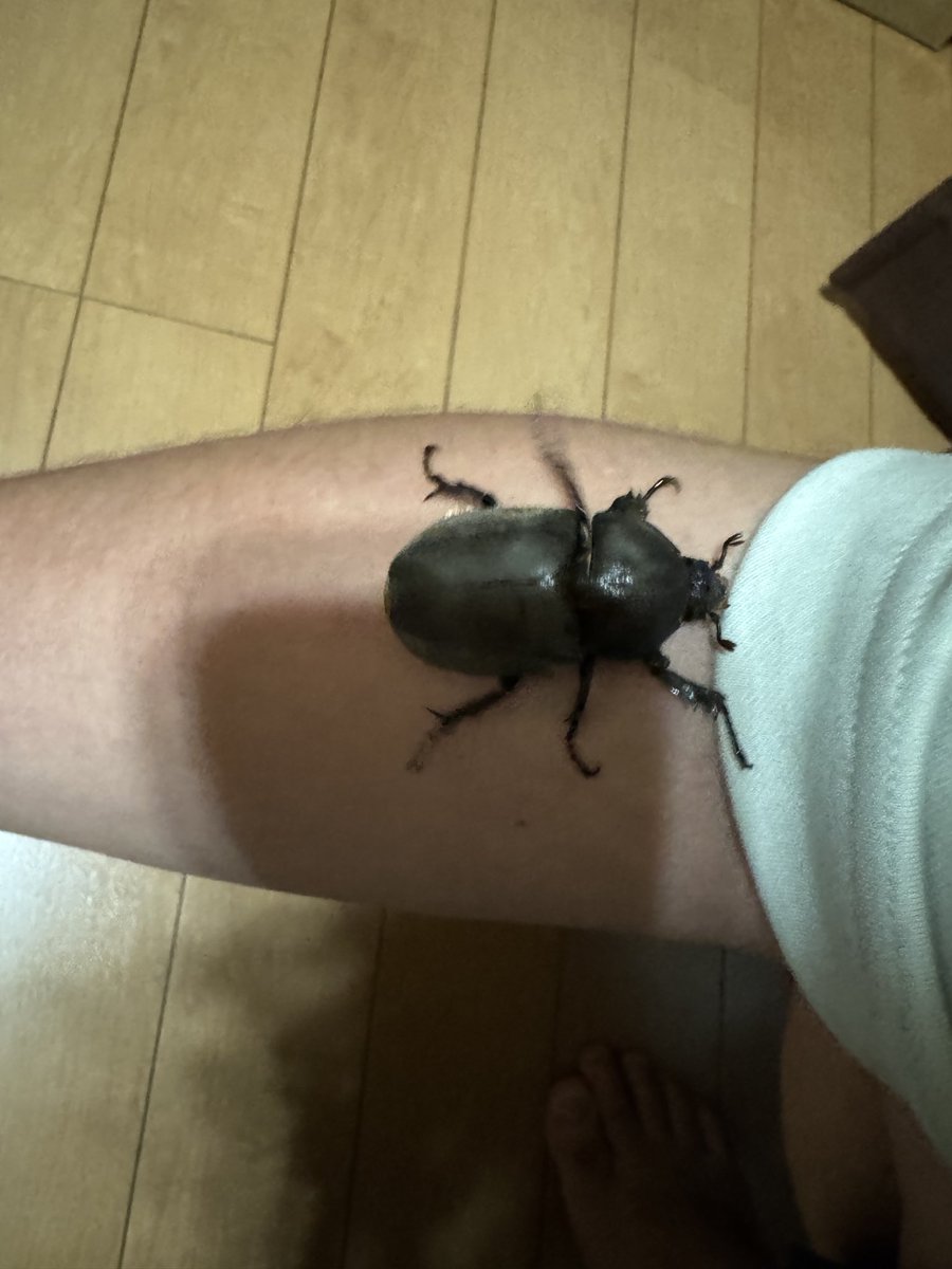 midori__330's tweet photo. メスのカブトムシいた？ https://t.co/N3FKzIN2Wo