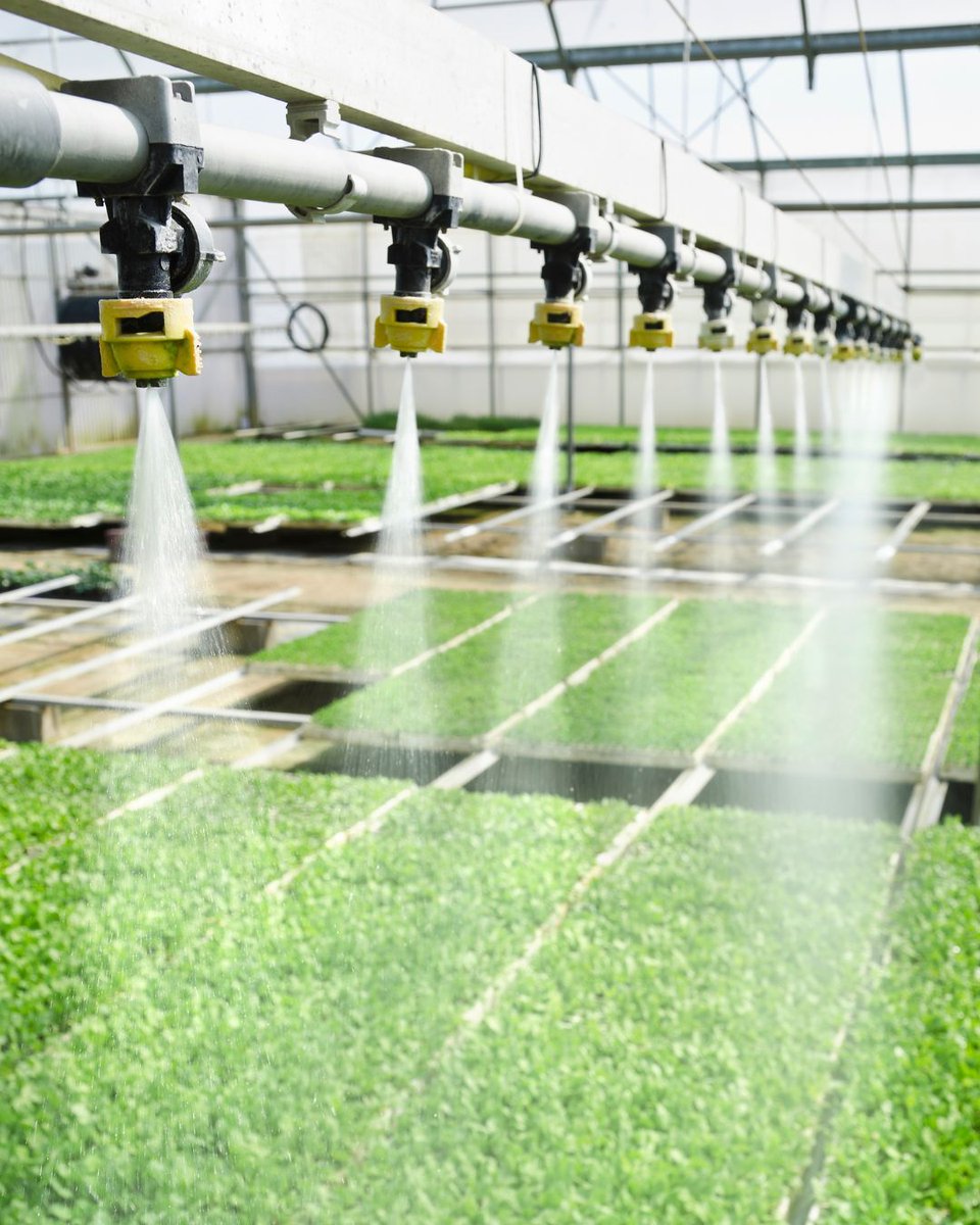 HarrellsLLC's tweet photo. Better water management = healthier plants.

In greenhouses and nurseries, efficient water use improves root health, plant consistency, growing conditions, and resource efficiency.

Every drop matters. Learn more about how you can make your water work for you.

https://t.co/bWafyR064M