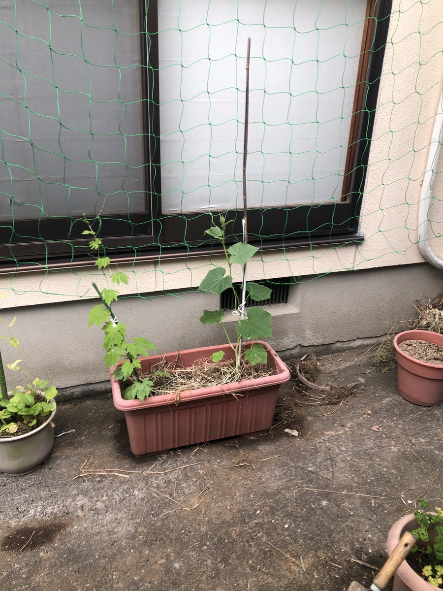 aomoriair's tweet photo. 初心者でも失敗しないキュウリの作り方！プランター選びや収穫まで https://t.co/pUcJ9PxVon https://t.co/4iRqFxD6ti