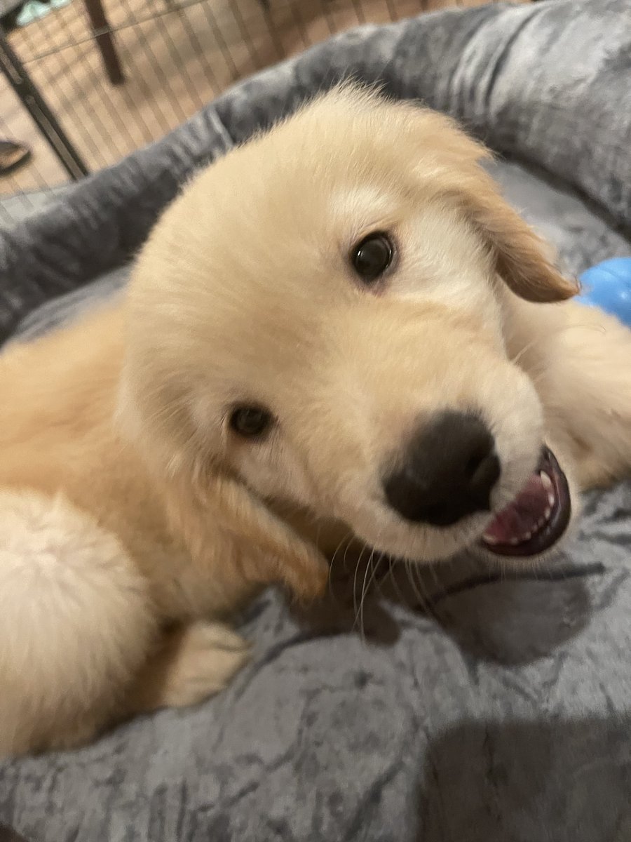 leo_shadowverse's tweet photo. 全くシャドバ関係ないのですが可愛いのでポスト許してください🦮💛 https://t.co/J902DDhtGU