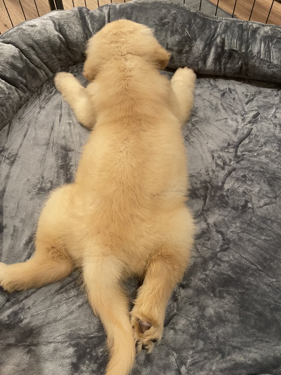 leo_shadowverse's tweet photo. 全くシャドバ関係ないのですが可愛いのでポスト許してください🦮💛 https://t.co/J902DDhtGU