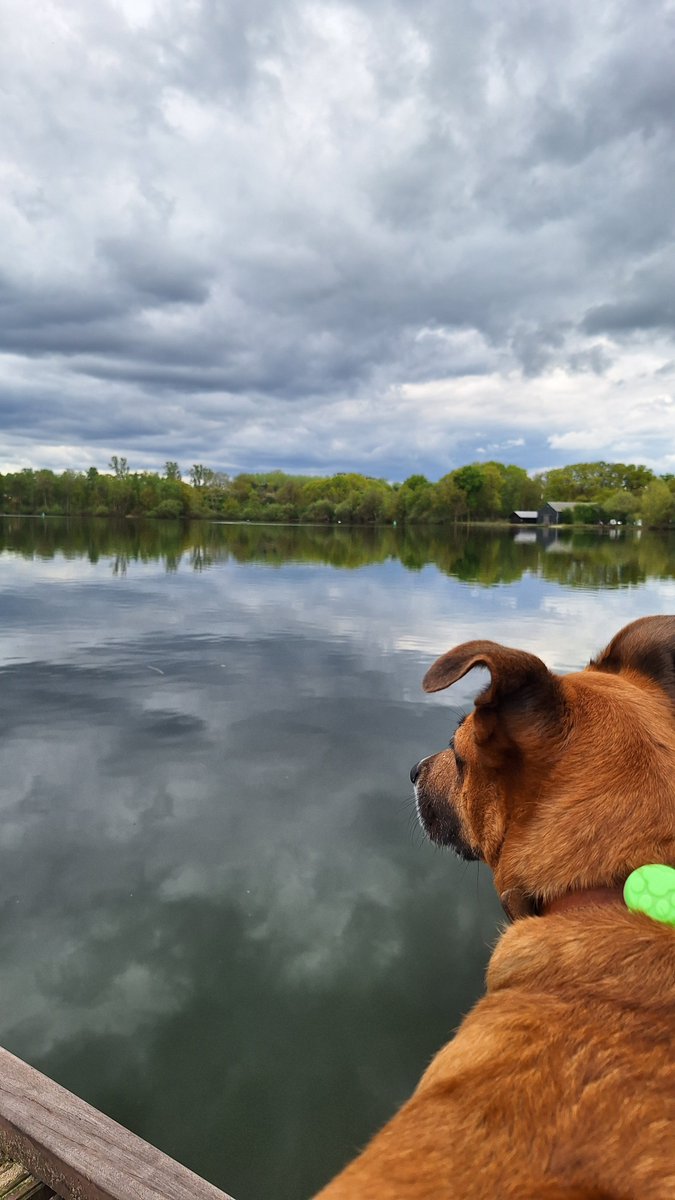 Aesthetic1333's tweet photo. .
A poetic view, a cloudy sky, and a dog who takes his job as "Guardian of the Lake" way too seriously.
Inner peace achieved (until a squirrel barks). 🌊✨
#LakeLife #DogOfX #PerfectView
. https://t.co/VpUuqcaKm6