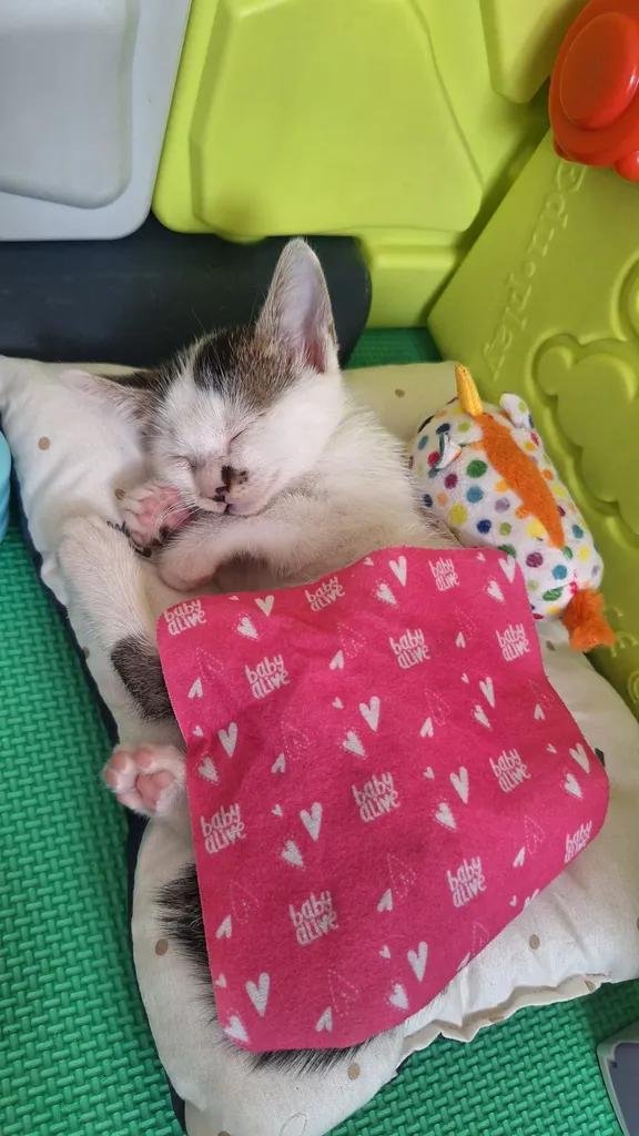 LiaAfri03881071's tweet photo. Warga X tolong bantu kasih nama utk kucing jantan ini dong. Tadi nemu di pasar, ngeong2 kebingungan, kita tungguin nggak ada induknya, nggak ada saudara2nya. Sekarang dia udah nyaman, udah mandi dan udh makan. Dapet kontrakan lengkap sama furniturenya lagi
cc:rk.nadirani https://t.co/AuF9U3RlhT