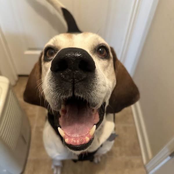 TriBeagles's tweet photo. Adoptable dog of the day-Rowdy! https://t.co/X35KzSsa8B https://t.co/1kaioauwQY