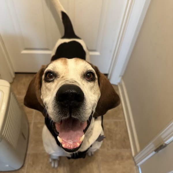 TriBeagles's tweet photo. Adoptable dog of the day-Rowdy! https://t.co/X35KzSsa8B https://t.co/1kaioauwQY
