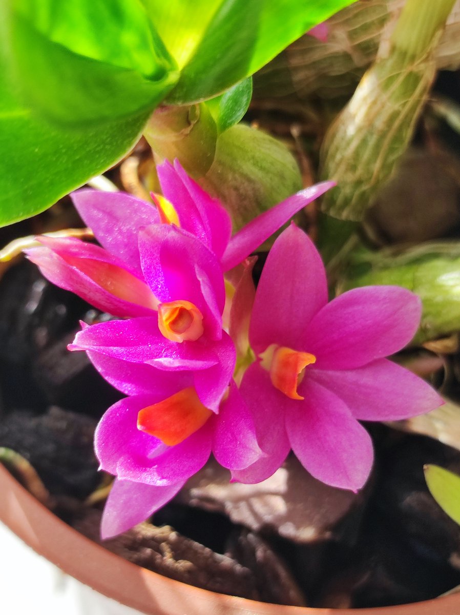 Bhyshma's tweet photo. Dendrobium Hibiki 
Так приємно спостерігати як майже загиблий шматочок без коренів за декілька років розвинається у потужний молодий кущік і збільшує кількість квітів кожного року. Тепер і у нього не по одні-дві квіточки, а справжні б��кетики
#orchid #dendrobium #dendrobiumhibiki https://t.co/QzpG863WUb