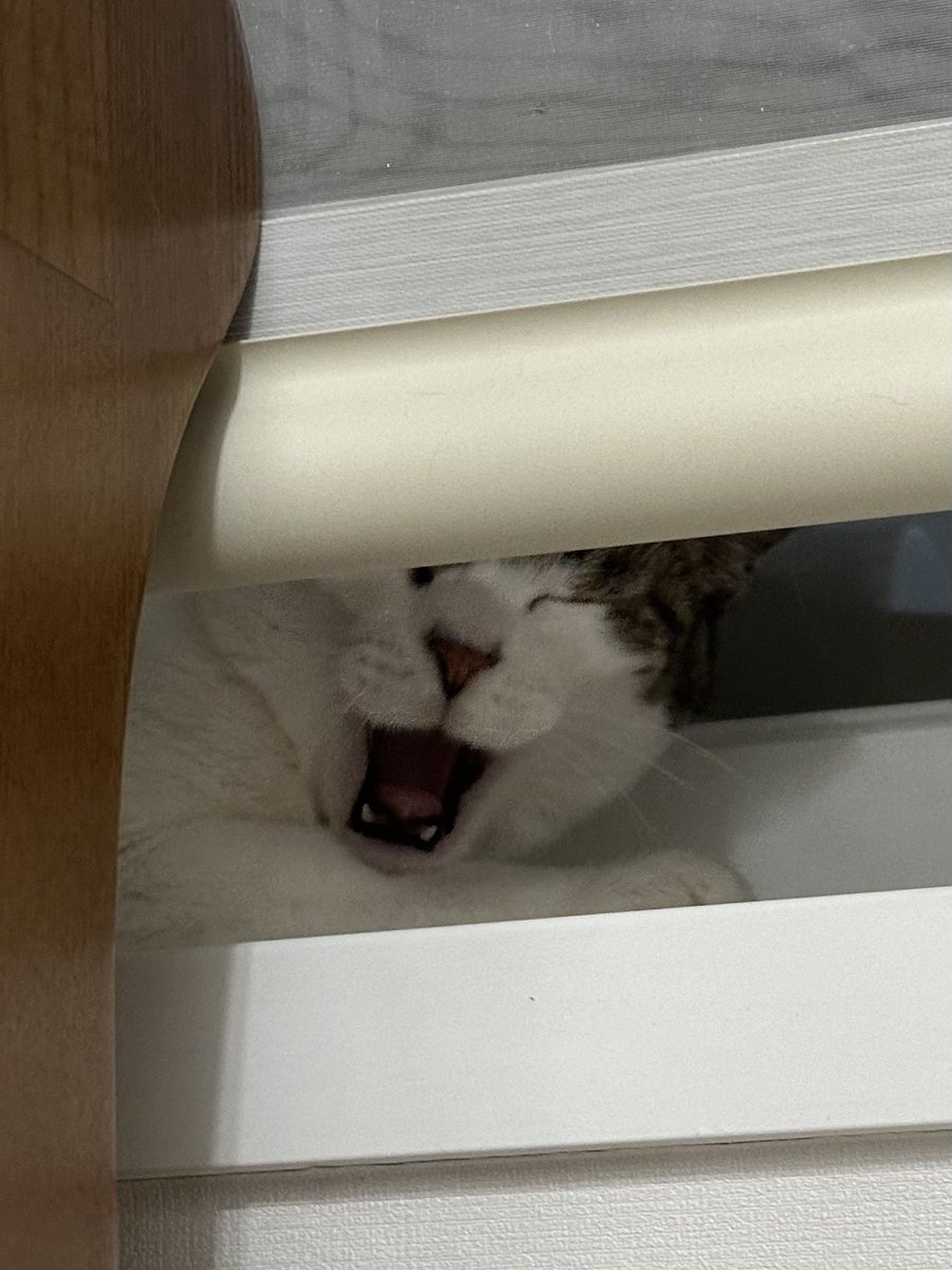 cat_kuuro's tweet photo. 네모입 https://t.co/fCk67dZQbs