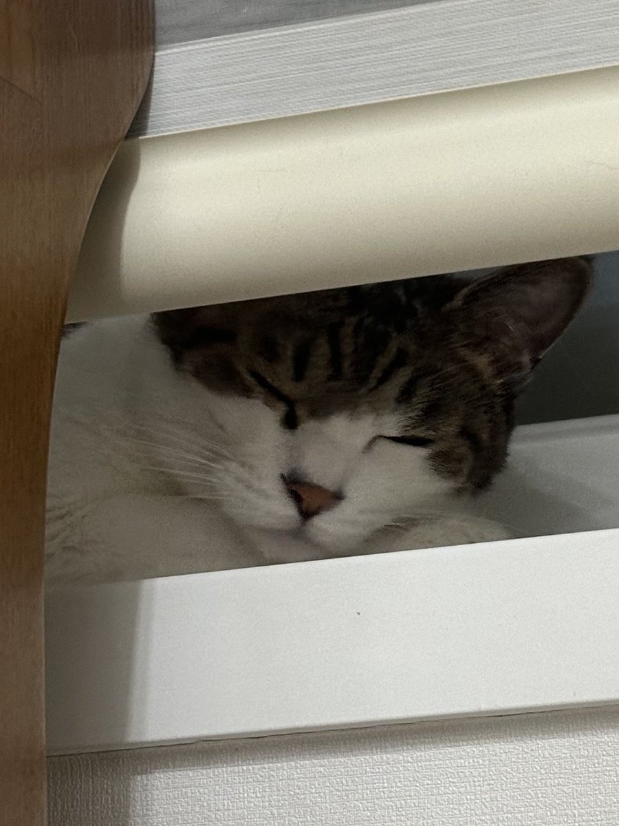 cat_kuuro's tweet photo. 네모입 https://t.co/fCk67dZQbs