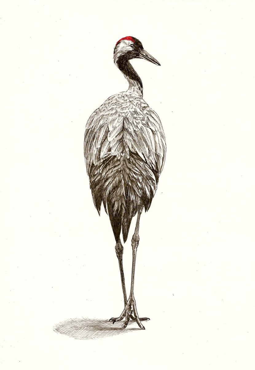 AtelierGeeraets's tweet photo. Goedemorgen. Hoewel het in Nijmegen zomerfeesten zijn. Ben ik hard werkende. Vandaag voltooide ik een kraanvogel. 

‘In het kalme ogenblik’
29,7 x 21 cm 
Inkten op papier 

Delen is lief. https://t.co/SDUfvFrpc5