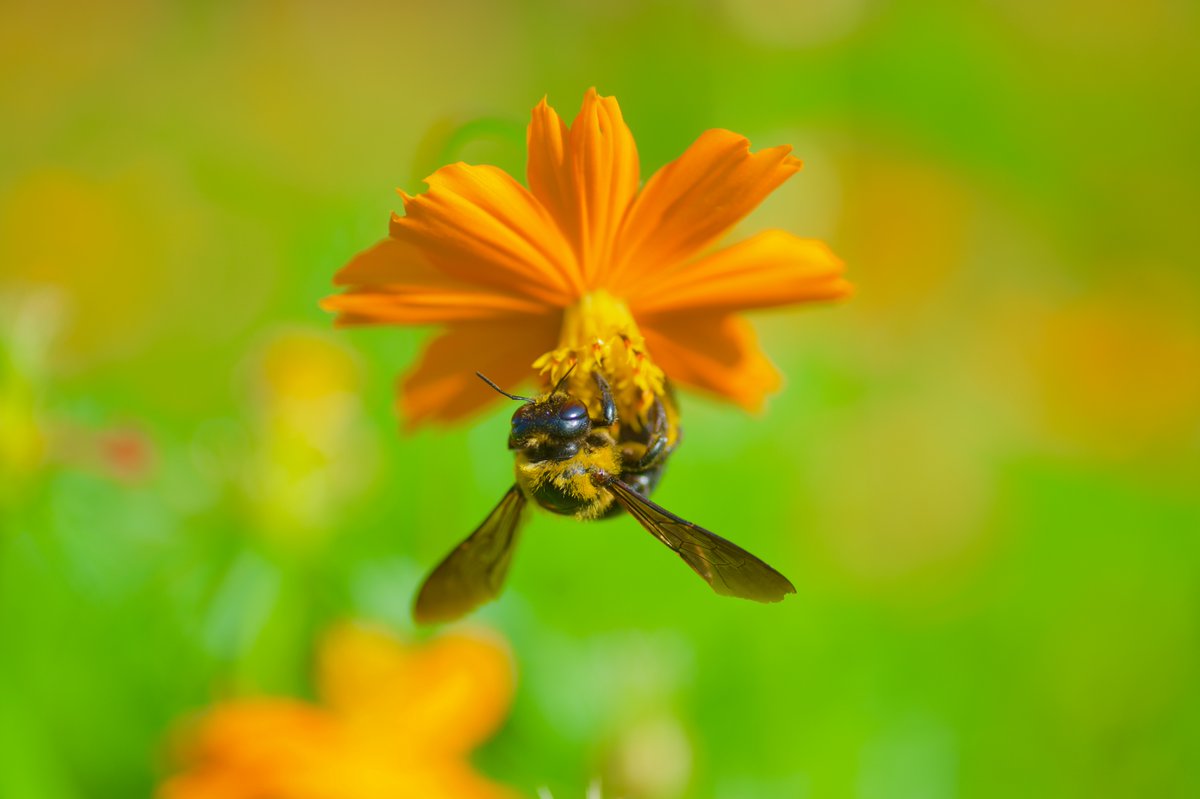 KAZD850's tweet photo. ギュッとしてチュー🐝
#写真　#カメラ　#花　#マクロ https://t.co/PG3Ovn2sn6