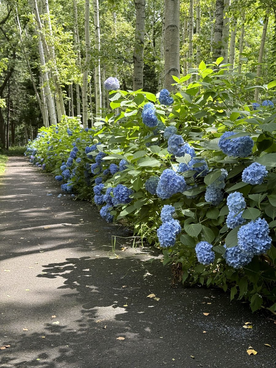 yutavd1's tweet photo. 今日の投稿は、『豊平公園』で咲いていた『紫陽花』の写真になります。
⁡
『豊平公園』の紫陽花も全体的に見頃を迎えてましたね(^_^)
⁡
市内だと白樺との組み合わせはやや珍しかったりしますよね(^_^)
⁡
■7月16日撮影
#キリトリセカイ
#札幌
#北海道 https://t.co/2pwTnG3PfU